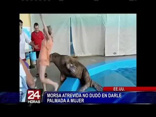 VIDEO: morsa 'atrevida' tocó trasero a turista que quería una foto