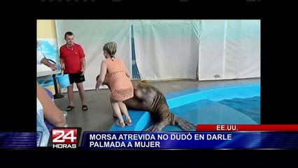 VIDEO: morsa 'atrevida' tocó trasero a turista que quería una foto