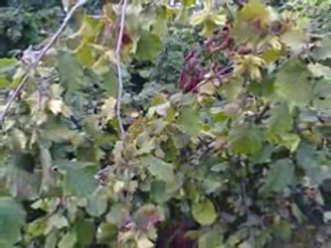 GÜNGÖR YILDIZ :mehmet tak beni yaktığınkibi