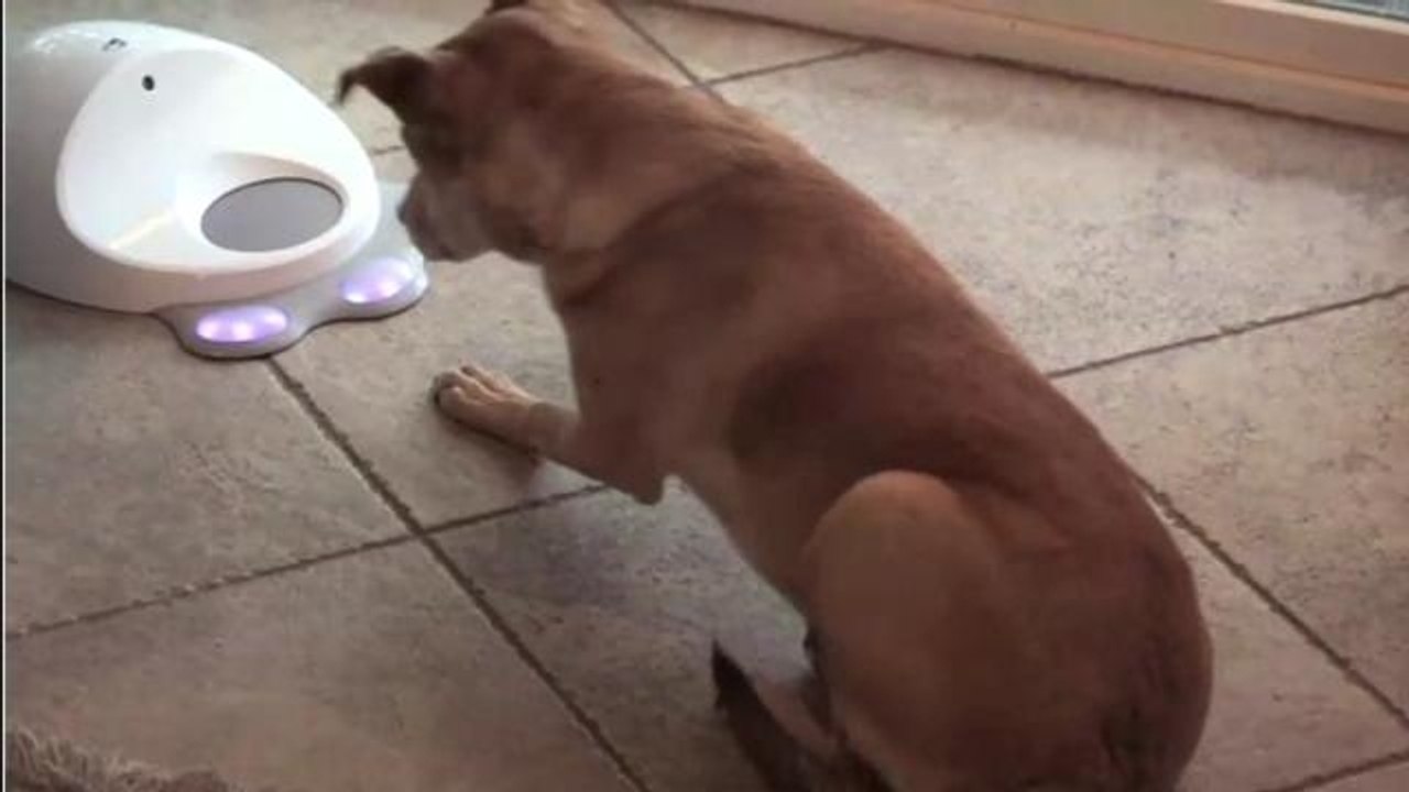 CleverPet Game Engages Your Pet When You're Not Home