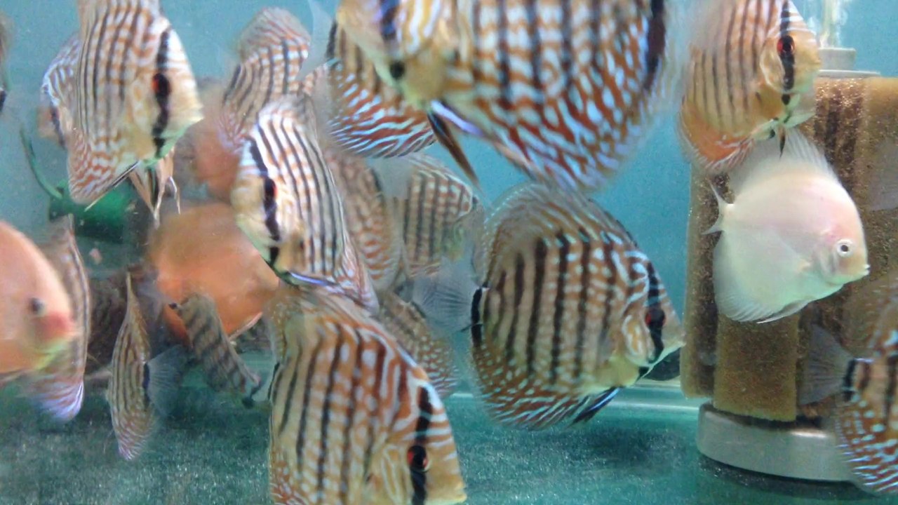 Piwo turkuaz gençler ve yavrular