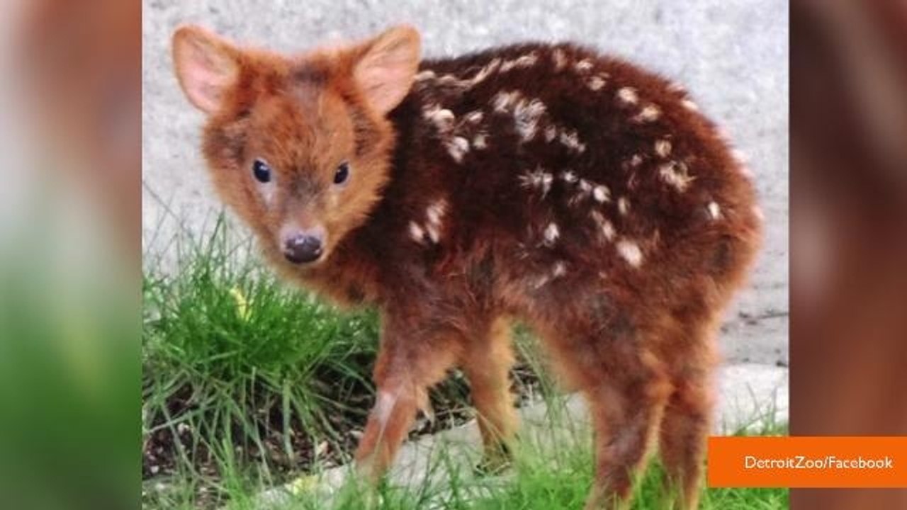 Miniature Baby Deer is the Cutest Thing You'll See Today
