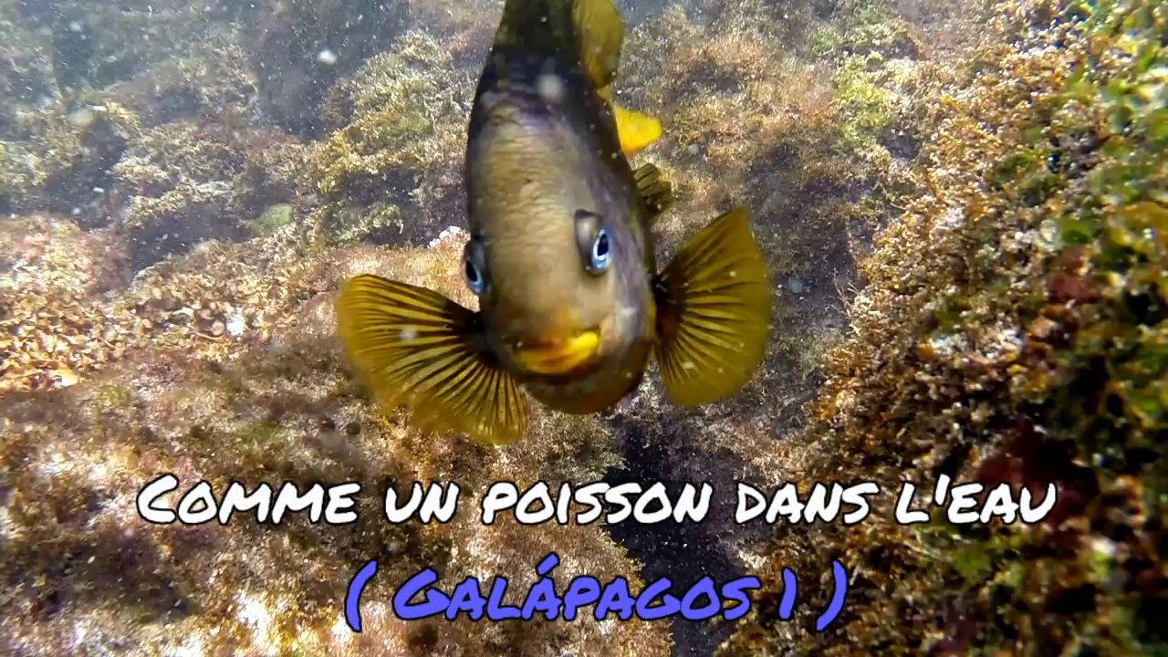 Andiamo Amérique du sud EP32 "Comme un poisson dans l'eau" (Galapagos 1)