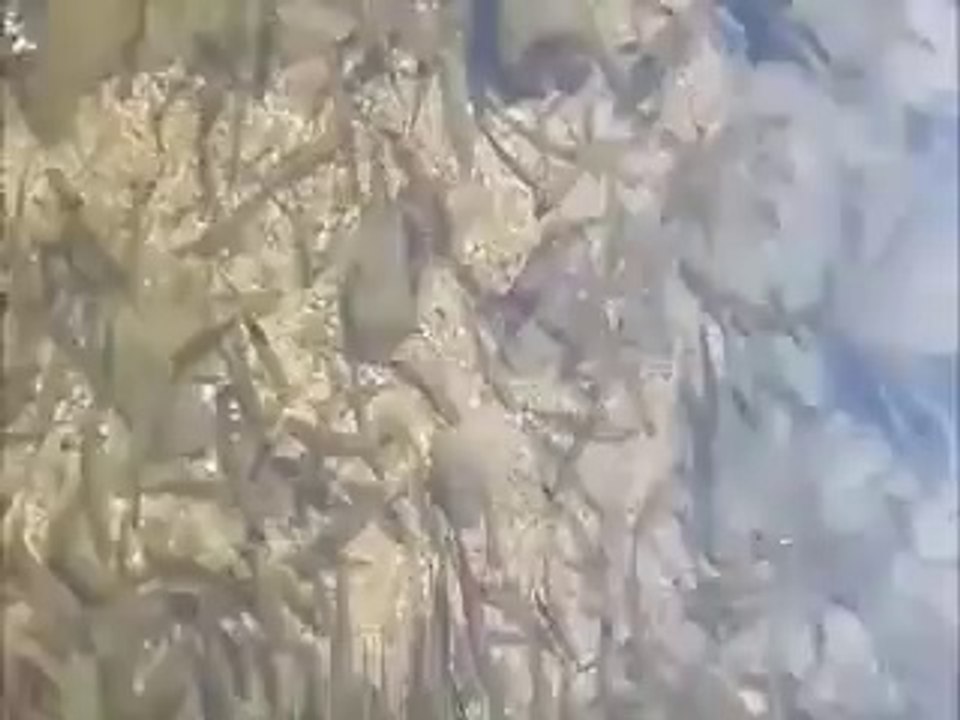 friutre