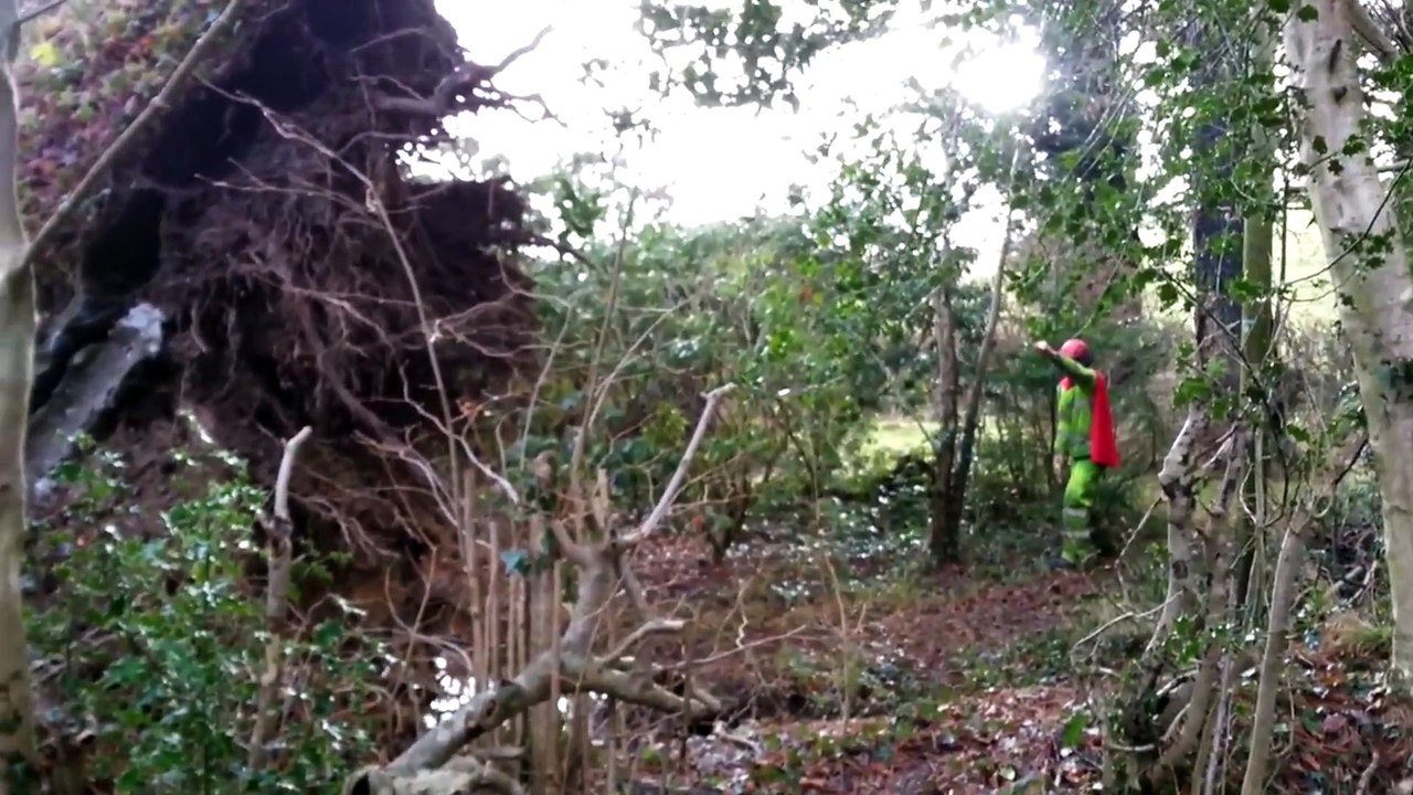 Massive Tree Cutting Causes Tsunami