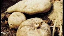 Pueraria Mirifica Thai Herbs