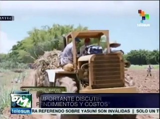 Privados, principales beneficiados de inversión de caña en Puerto Rico