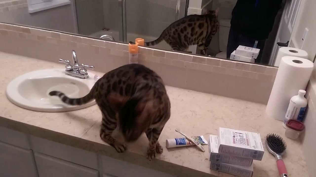 Fly Hunting in the Bathroom
