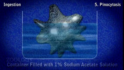 Biology Animation - Amoeba Ingestion