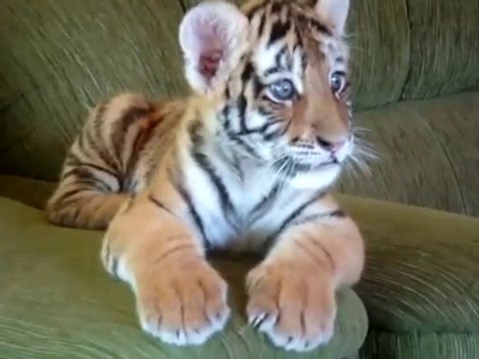 Un bébé tigre joue avec un petit chien