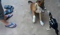 Köpeğe Kafa Tutan Horoz_