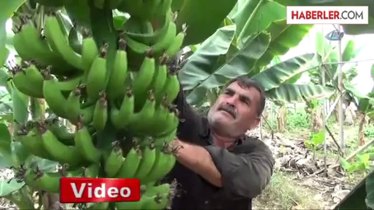 Sezonun Son Muzu Üreticinin Yüzünü Güldürdü
