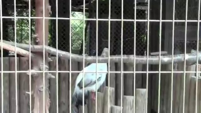 中村浩一郎おススメ！鳥にアホ！アホ！アホ！と言われたおもしろハプニング動画