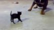 Il gattino più coraggioso del mondo che si fa valere contro un Rottweiler 20 volte più grande
