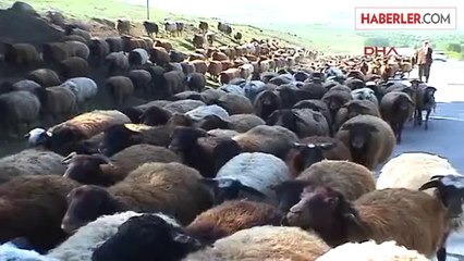 Güneydoğu'dan 162 Bin Hayvan Muş'a Doğru Yola Çıktı