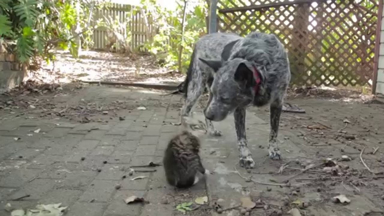 Un chien ami avec un chaton handicapé