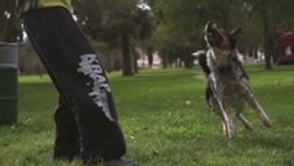 Alex and Jumpy - The Parkour Dog