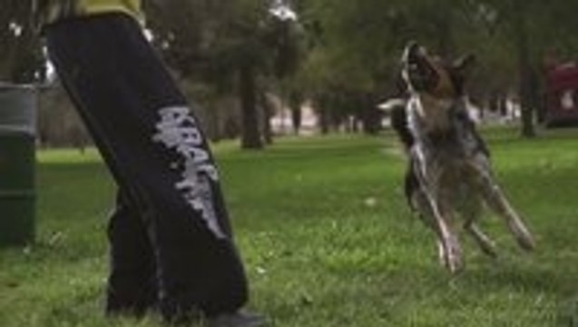 Alex and Jumpy - The Parkour Dog