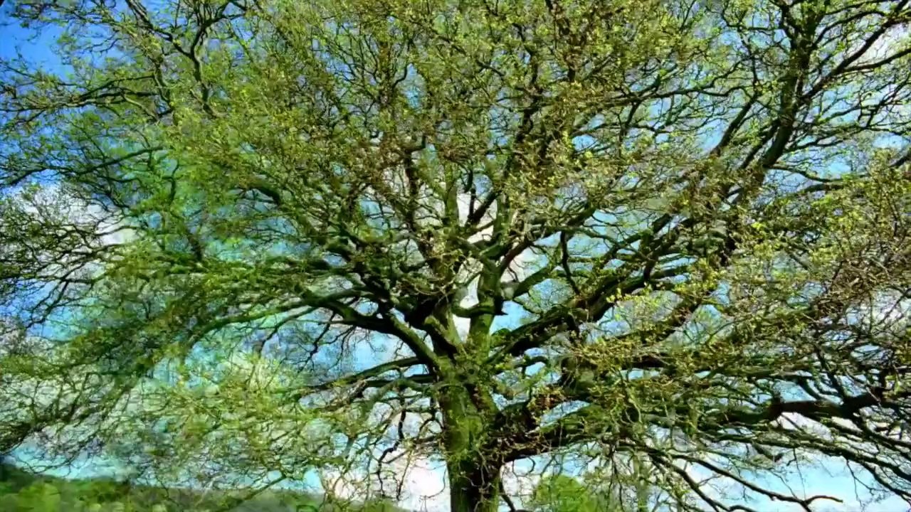 NAAT: DEY TABBASUM KI KHAIRAT - AFZAL NOSHAHI   دے تبسّم کی خیرات