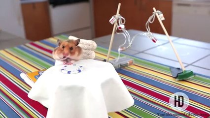 Le hamster et les mini burritos
