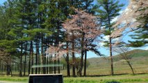 2014年5月　MINI-R55から眺める「静内二十間道路桜並木」