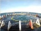 تونس تدعم تربية الأسماك في أقفاص عائمة