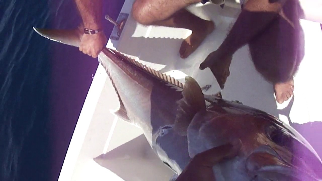 AKYA AVI HAYALLERİ ADRASAN BALIK AVI TURUNDA GERÇEK OLDU - www.adrasanbalik.com