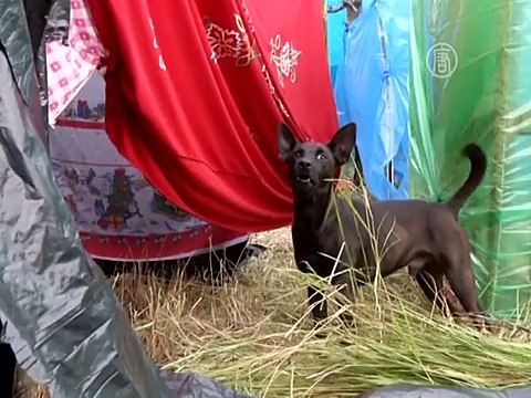 У стадиона в Сан-Паулу растет протестный город