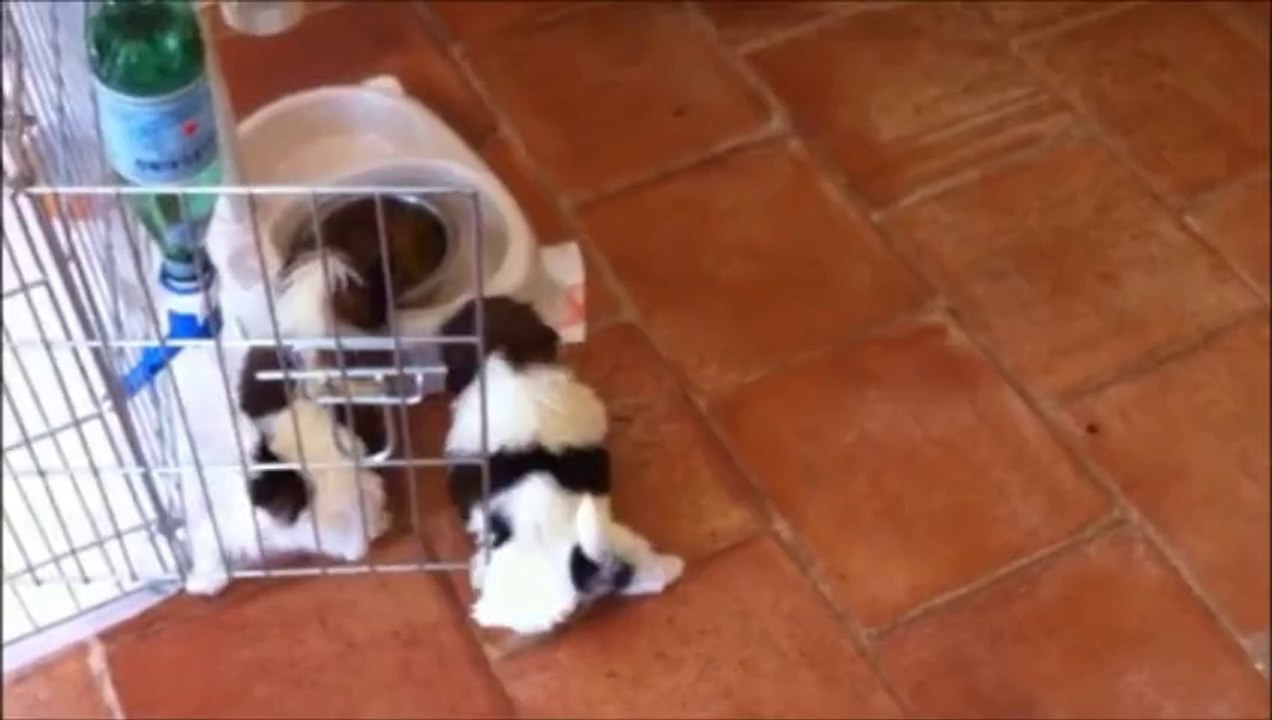 Les bébés ont 1 mois