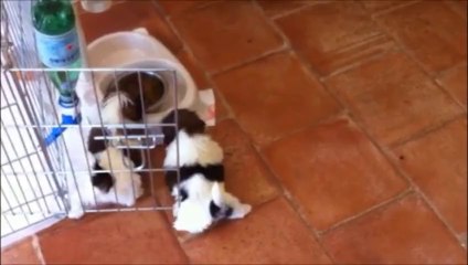 Les bébés ont 1 mois