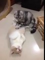 Masör kedi eşine masaj yapıyor