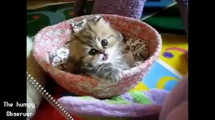 Humpy Servers Overview