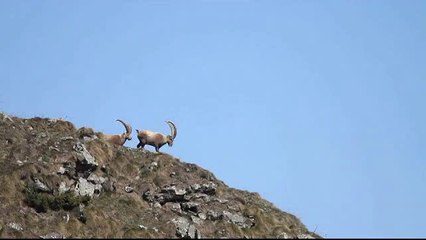 Bouquetins à l'horizon