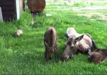 Curious Cat Pesters Moose