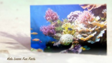 Video introduction about the FREE  Great Barrier Reef Worksheet for Kids