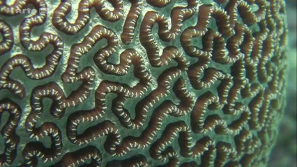 DANSE AVEC LES POISSONS 1