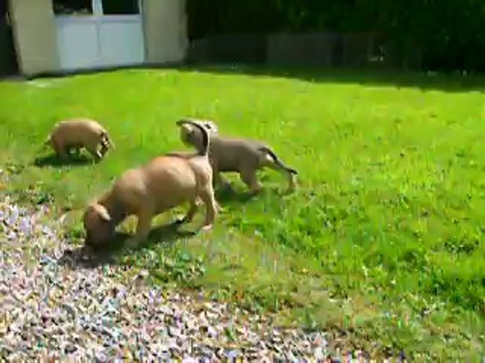 vidéo du 07.05.14 des 3 mâles ...