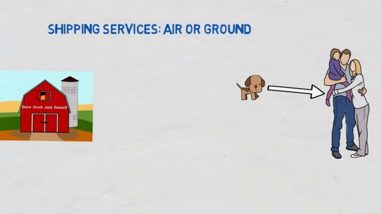 Jack Russell Puppies For Sale