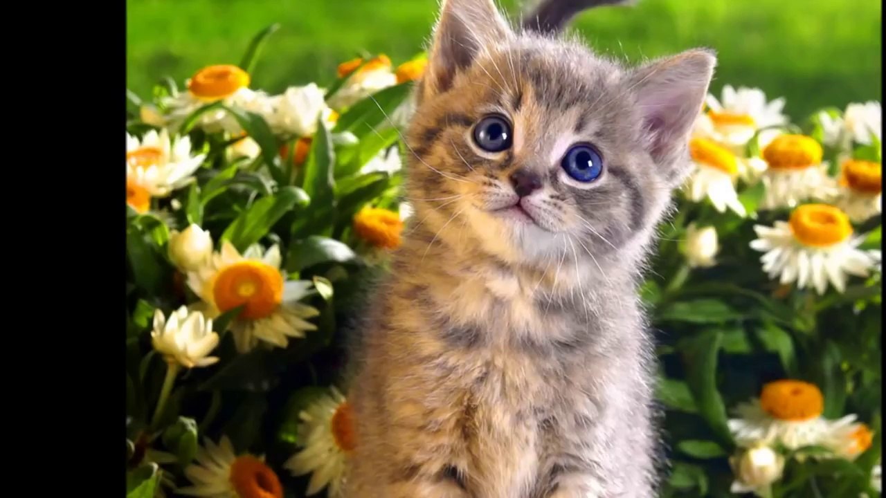 Aaa kotki dwa kolysanka Smieszne koty i slodkie kotki, kociaki do przytulania - dla przedszkolaka