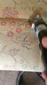 upholstery cleaning and carpet cleaning in Cannock, Wolverhampton, Stafford, Pelsall, Hednesford, Penkridge, Burntwood,