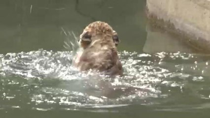 Two-Month-Old Lion Cubs Adorably Pass Swim Tests