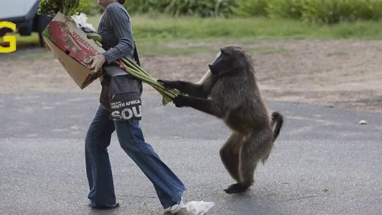 Annoying Animals