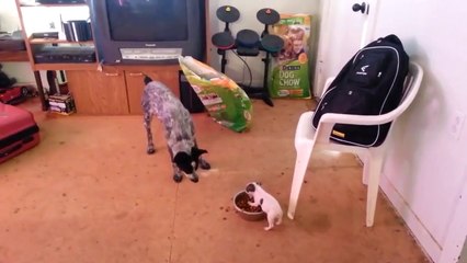 Minik köpeğin mama savaşı