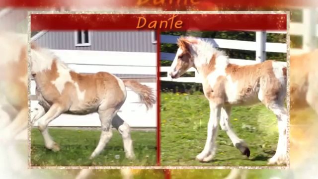 Alexia Maclae, DVM - Gypsy Horse Breeder