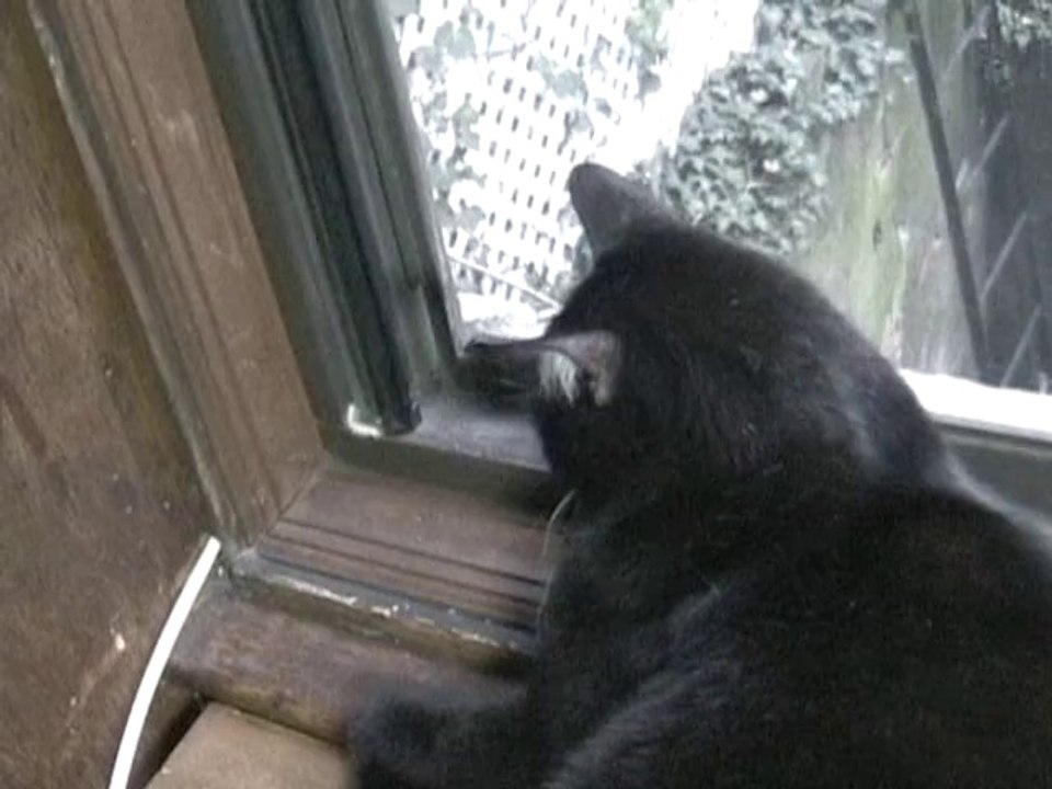 Funny Cat Video - Black Rescue Cat & Caterpillar