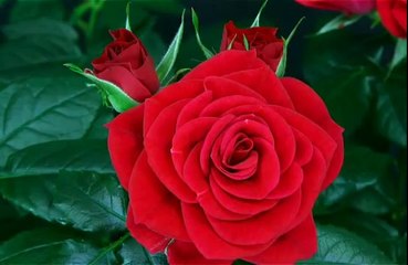 flower red rose blooming