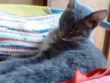 Funny Cats Compilation - Funny Cat Videos Ever- Funny Videos - Funny Animals Funny Animal Videos 11
