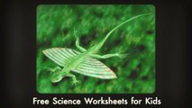 Video introduction about the FREE Draco Lizard Worksheet for Kids