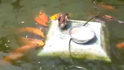 Balıkları Besleyen Sevimli Ördek