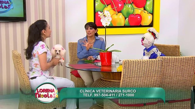 Entérese qué cuidados necesita su mascota antes y después del parto (1/2)